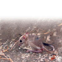 گونه دوپای بلانفورد Blanford’s jerboa